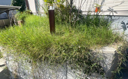 敷地内除草・植栽剪定前