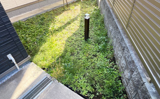 敷地内除草・植栽剪定前